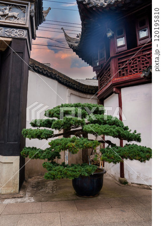 A bonsai tree in a large pot stands before intricately carved wooden structures and curved rooflines, set against a colorful sky in Shanghai. 120195810