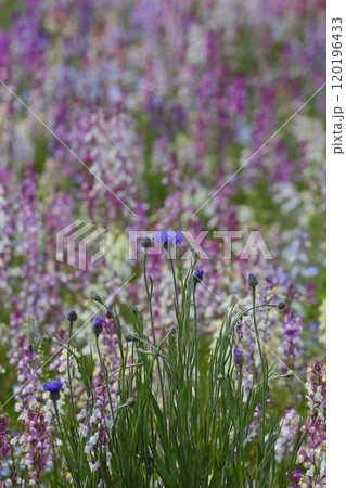 カラフルなリナリアの花の群生 カラフルなリナリアの花の群生 120196433