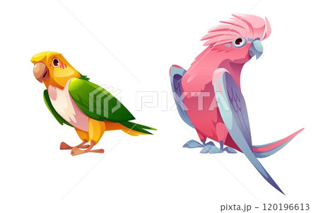 Colorful parrot birds set 120196613
