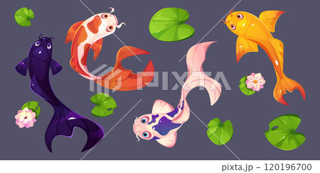 Chinese koi carp fish for pond water top view 120196700