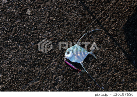 堤防から釣れる釣果釣りイトヒキアジ糸引鰺Alectis ciliaris 堤防から釣れる釣果釣りイトヒキアジ糸引鰺Alectis ciliaris 120197656