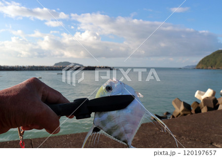 堤防から釣れる釣果釣りイトヒキアジ糸引鰺Alectis ciliaris 堤防から釣れる釣果釣りイトヒキアジ糸引鰺Alectis ciliaris 120197657