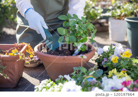 秋のガーデニング 鉢に植え付け ワイルドストロベリー 秋のガーデニング 鉢に植え付け ワイルドストロベリー 120197664