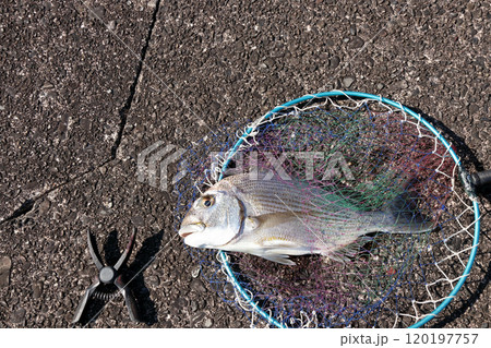 堤防から釣れる釣果釣り釣れた魚　ヘダイ 120197757