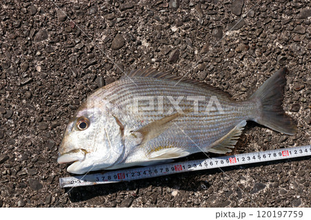 堤防から釣れる釣果釣り釣れた魚　ヘダイ 120197759