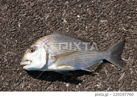 堤防から釣れる釣果釣り釣れた魚　ヘダイ 120197760