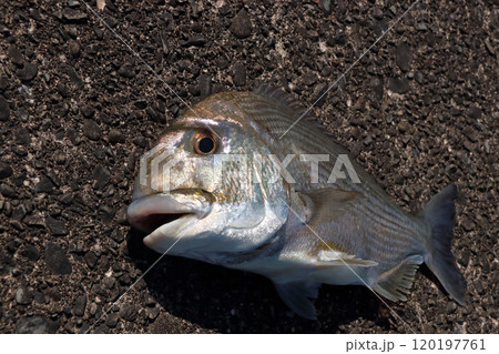 堤防から釣れる釣果釣り釣れた魚　ヘダイ 120197761