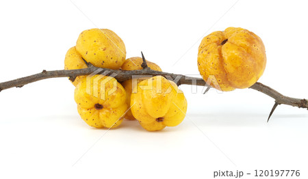 Yellow Chaenomeles japonica on Thorny Branch Against White Background 120197776