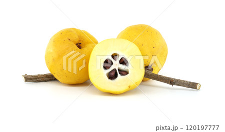 Fresh Quince Fruits with Branches on Isolated White Background Fresh Quince Fruits with Branches on Isolated White Background 120197777
