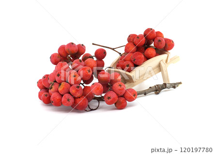 A small wooden wheelbarrow filled with bright red rowan berries on a white background 120197780