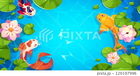 Koi fish with lotus leaves, flowers swim in water 120197996