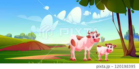 Cow with calf graze in pasture Cow with calf graze in pasture 120198395