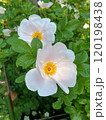 白いバラの花 白いバラの花 120198438