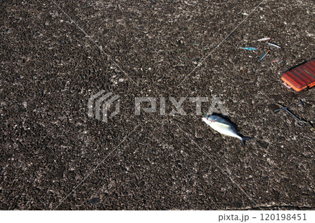 堤防から釣れる釣果釣り　メッキアジ 120198451