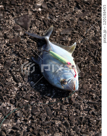 堤防から釣れる釣果釣り　メッキアジ 120198455