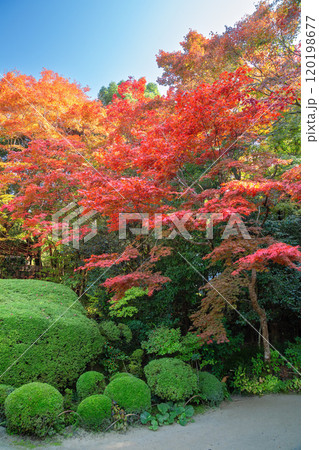 秋の詩仙堂 120198677