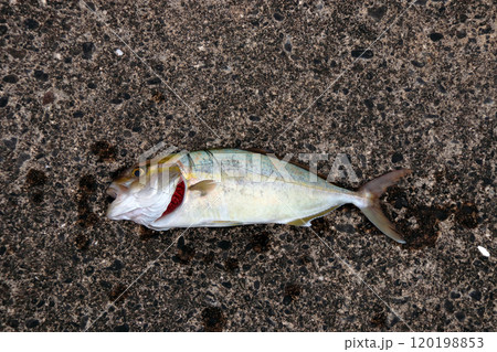 堤防から釣れる釣果釣りカンパチ シオ 間八 勘八 堤防から釣れる釣果釣りカンパチ シオ 間八 勘八 120198853