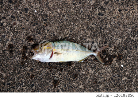 堤防から釣れる釣果釣りカンパチ シオ 間八 勘八 120198856