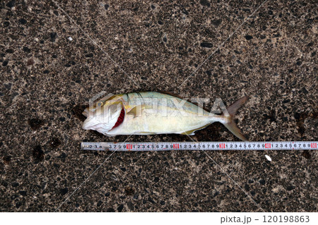 堤防から釣れる釣果釣りカンパチ シオ 間八 勘八 120198863