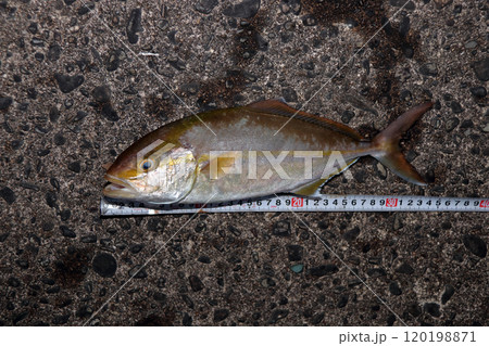 堤防から釣れる釣果釣りカンパチ シオ 間八 勘八 120198871