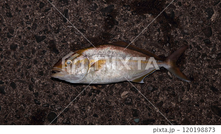 堤防から釣れる釣果釣りカンパチ シオ 間八 勘八 120198873