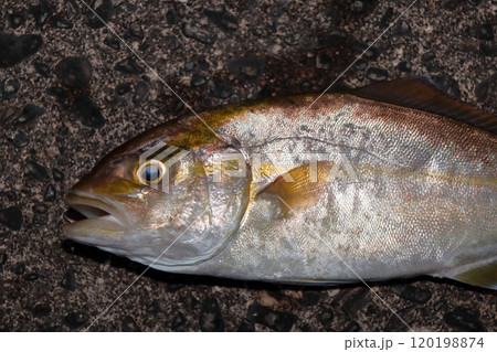 堤防から釣れる釣果釣りカンパチ シオ 間八 勘八 堤防から釣れる釣果釣りカンパチ シオ 間八 勘八 120198874
