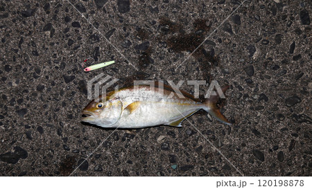 堤防から釣れる釣果釣りカンパチ シオ 間八 勘八 120198878