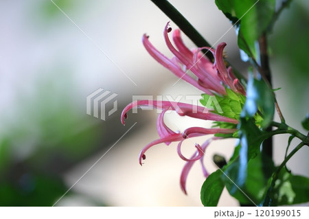 雨に濡れたサンゴバナの花 雨に濡れたサンゴバナの花 120199015