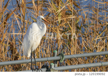 サギ　野鳥 120199092