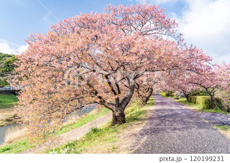 青空に映える満開の河津桜の咲く道 120199231
