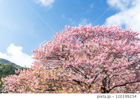 青空に映える河津桜 青空に映える河津桜 120199234