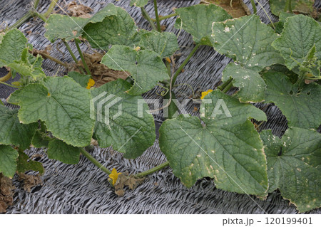 十一月中旬の地這いキュウリ畑 120199401