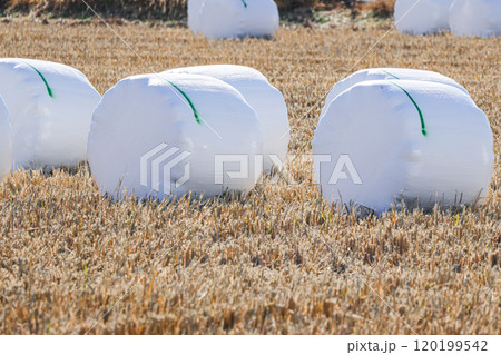 サイレージ　ホールクロップ 120199542