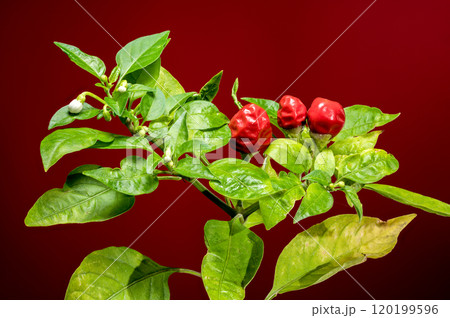 Ornamental pepper Aladdin on a red background Ornamental pepper Aladdin on a red background 120199596