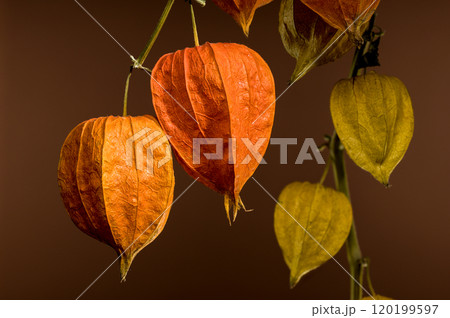 Physalis on a brown background 120199597