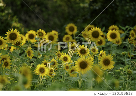 夕暮れのひまわり畑、夏の風景 120199618