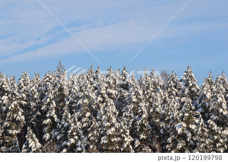 Pine trees covered with snow against blue sky with white clouds. Winter landscape. 120199798