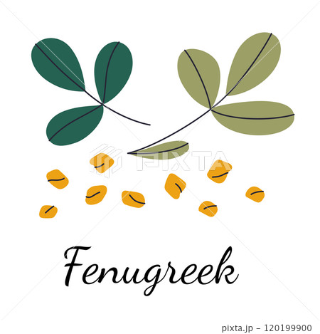 Fenugreek spice vector illustration, seeds and leaves of the plant in flat cartoon style. Ideal for culinary, botanical, and health themed designs. Isolated colored clipart on white background 120199900