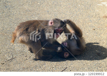 子猿界隈のイジメ 120199912