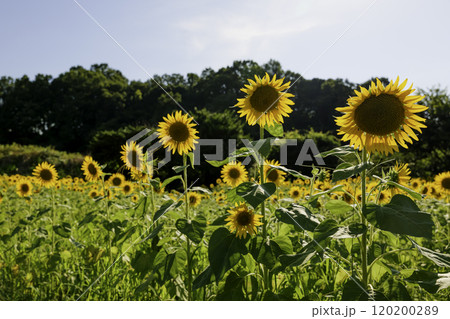 満開のひまわり、畑、真夏の風景、爽やか、懐かしい 120200289