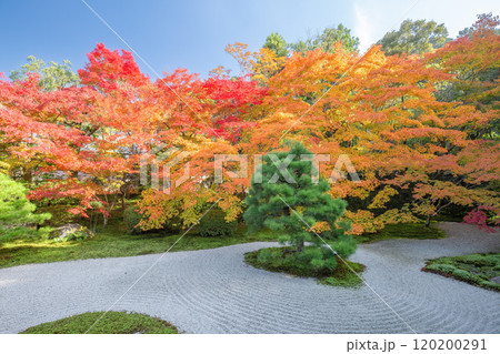 秋の天授庵 120200291