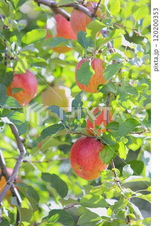 赤く色づいたふじりんご 【サンふじ】 120200353