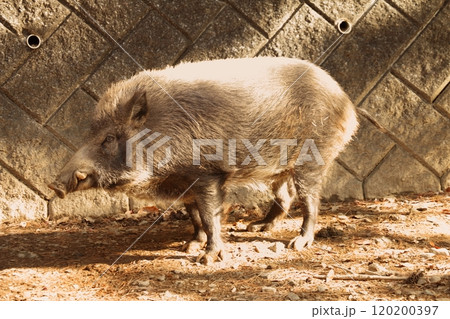 猪の画像 120200397