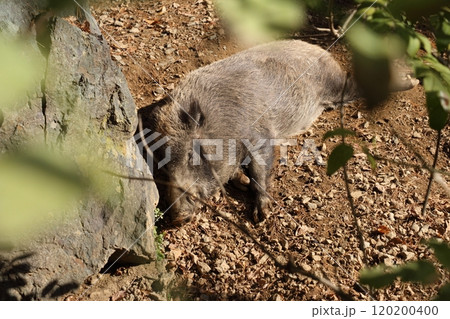 昼寝するいのしし 昼寝するいのしし 120200400