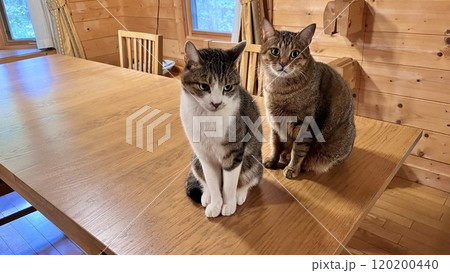 別荘 ログハウスに住むキジトラ猫とサバトラ猫 別荘 ログハウスに住むキジトラ猫とサバトラ猫 120200440