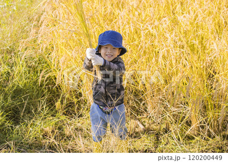刈った稲の束を持つ男の子 稲刈りイメージ 刈った稲の束を持つ男の子 稲刈りイメージ 120200449