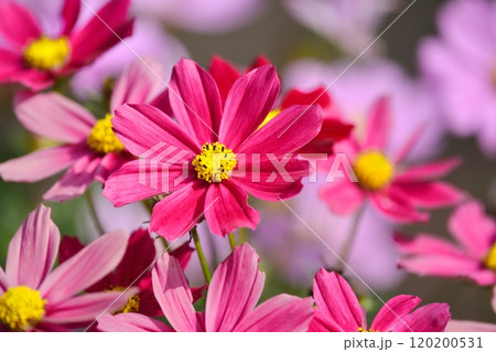満開のコスモスの花 120200531