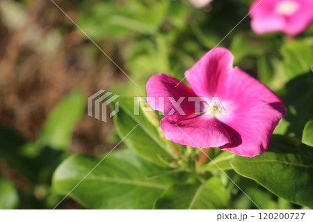 ニチニチソウ育て方季節秋ガーデン花壇 120200727