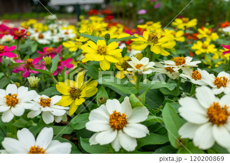 カラフルに咲いたジニアの花 120200869