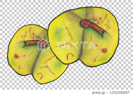 手描きの水彩画(絵手紙)「花梨の実」二個 手描きの水彩画(絵手紙)「花梨の実」二個 120200897